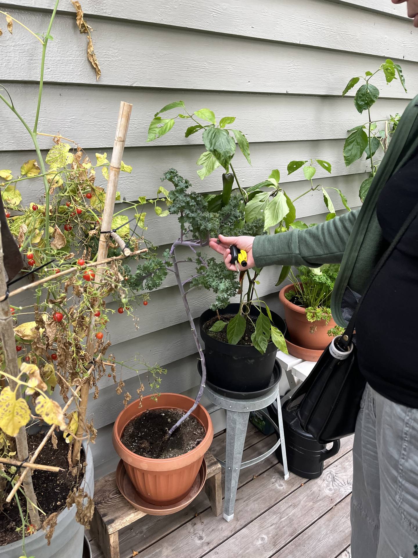 Gjennom sommeren har Erika Nesten vært selvforsynt med grønnkål. Man er ikke avhengig av stor hage for å dyrke selv.