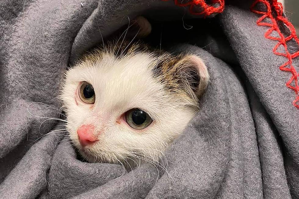 Denne kattungen ble reddet sammen med resten av kullet og moren sin i mars.