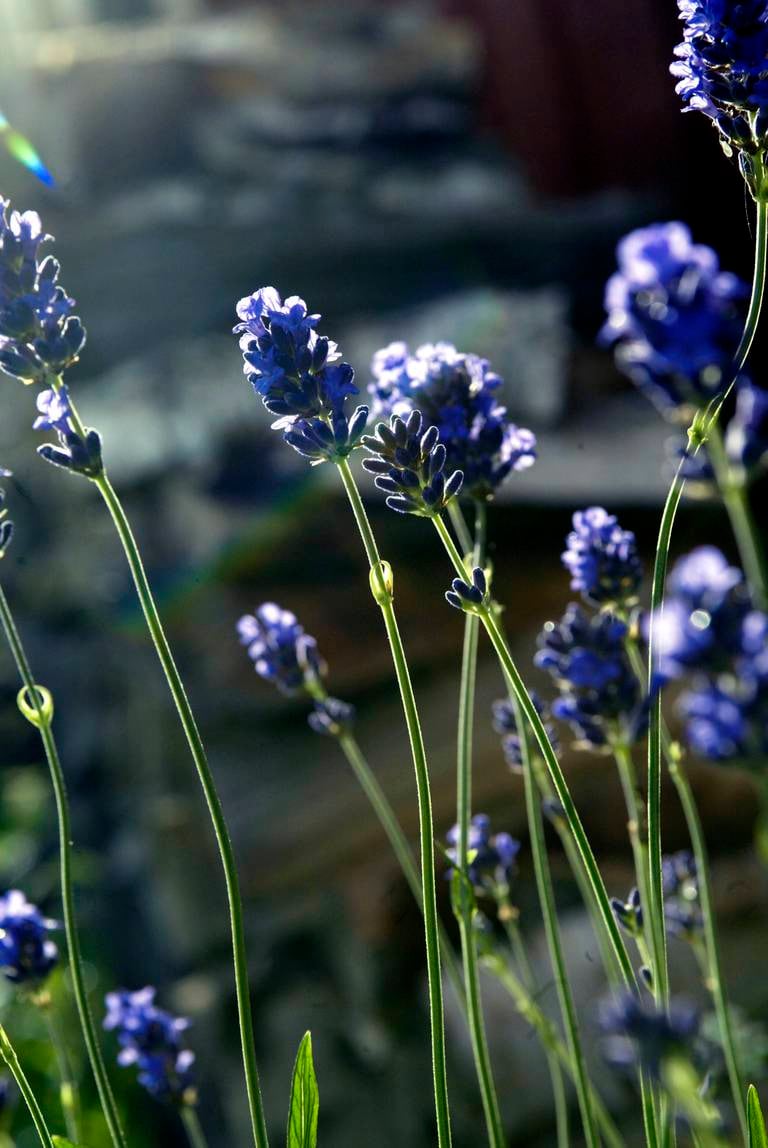 Lavendel er en av insektenes favorittblomster, og de kan du med fordel plante i hagen.