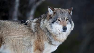 Kraftig økning i antall sau som ble tatt av ulv i fjor