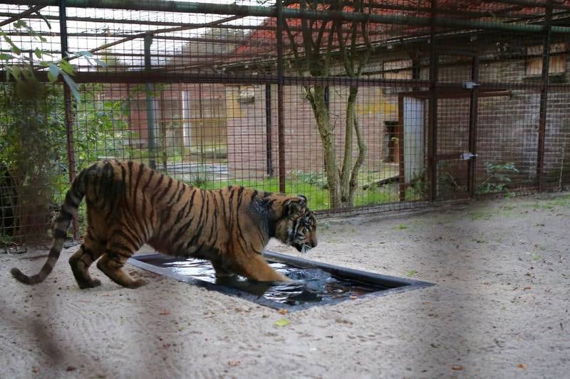 Den ene av de to tigrene avbildet i sitt nye midlertidige hjem i Nederland. 