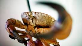 Rapport: Skalldyr og blekksprut føler smerte – bør ikke kokes levende