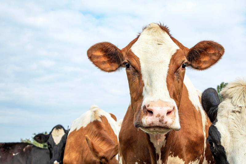 Face of a cow, cute and friendly expression, red and white standing amid a herd of cows