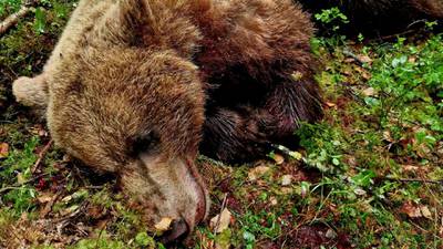 Bjørner blir burgere: – Dette er ikke kjøtt ment for å spises