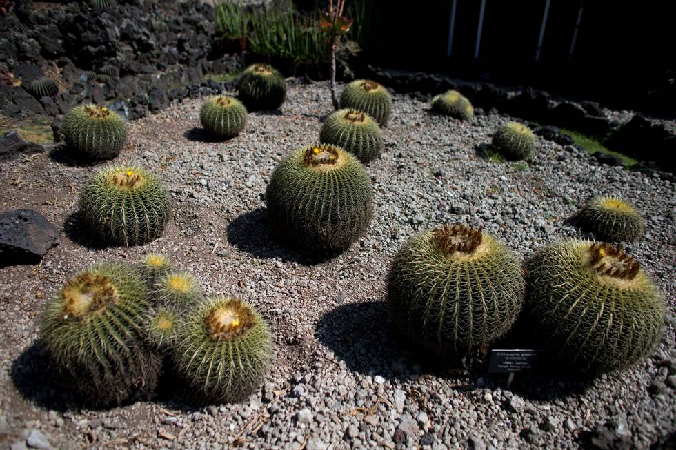 In this Nov. 4, 2015 photo, endangered echinocactus grusonii cacti, also known as Biznaga, are seen growing inside the botanical gardens of the National Autonomous University of Mexico in Mexico City. About a third of the world's cactus species are threatened with extinction, the International Union for Conservation of Nature warns in a new report.(AP Photo/Rebecca Blackwell)