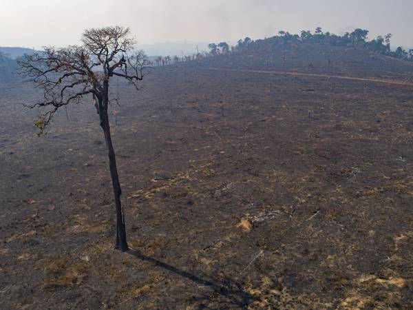 Rekordhøy avskoging i Brasil – tross ny regjering
