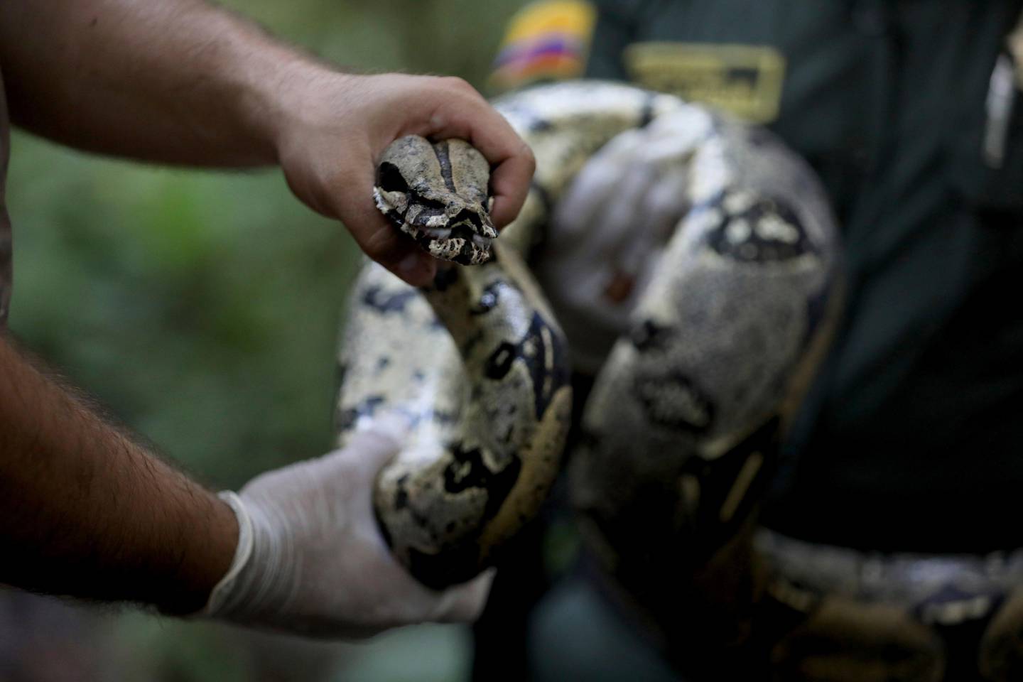 A boa constrictor is prepared to be released by environmental authorities, at a natural reserve in Leticia, on the Colombian Amazon, Thursday, Sept. 5, 2019. The boa had been found inside a house in Leticia two days ago, before the authorities captured it and then released it. (AP Photo/Fernando Vergara)
