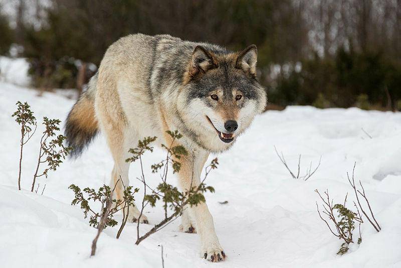 Ulven vekker sterke følelser, og det er sterke motsetninger mellom ulvetilhengere og - motstandere.