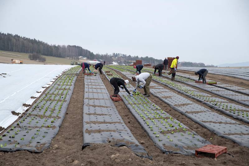 Røyse, Hole  20200326. 
Våronna er i gang med utplanting av  200 mål romano salat under plast og fiberduk ved Elstøen gartneri i Hole kommune.
Foto: Terje Bendiksby / NTB scanpix