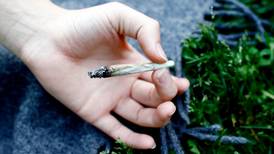 Cannabis: Flere yngre brukere, sterkere dop og flere til behandling