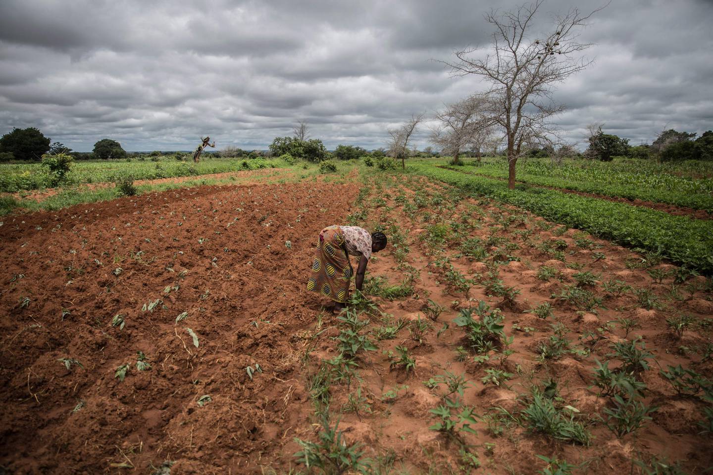 Småbonden Imelda Hicoombolwa fjerner ugress fra jordet i Kaumba i Zambia i januar 2020.