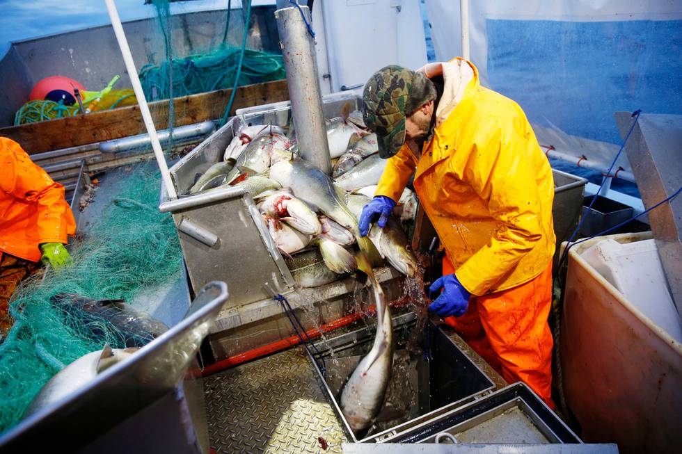 SENJA  20150115.
Skipper Trond Dalgård (51) og Jan Gunnar Johansen   (bildet)  fisker etter skrei på havet ved Gryllefjord på utsiden av Senja. Begge er oppvokst på øya og har havet som nærmeste nabo og arbeidsplass. Det årlige skreifiske starter i januar og varer til april. Fisken er etterspurt over hele verden og årlig eksporteres det torsk for 12 milliarder, hvorav  skreien utgjør en verdi på 7.2 milliarder. Det er fler enn fiskerne på Senja som er på jakt etter mat. Hvalen er på jakt etter sild og er et fantastisk skue i den storslåtte men ville naturen.
Foto: Cornelius Poppe / NTB scanpix