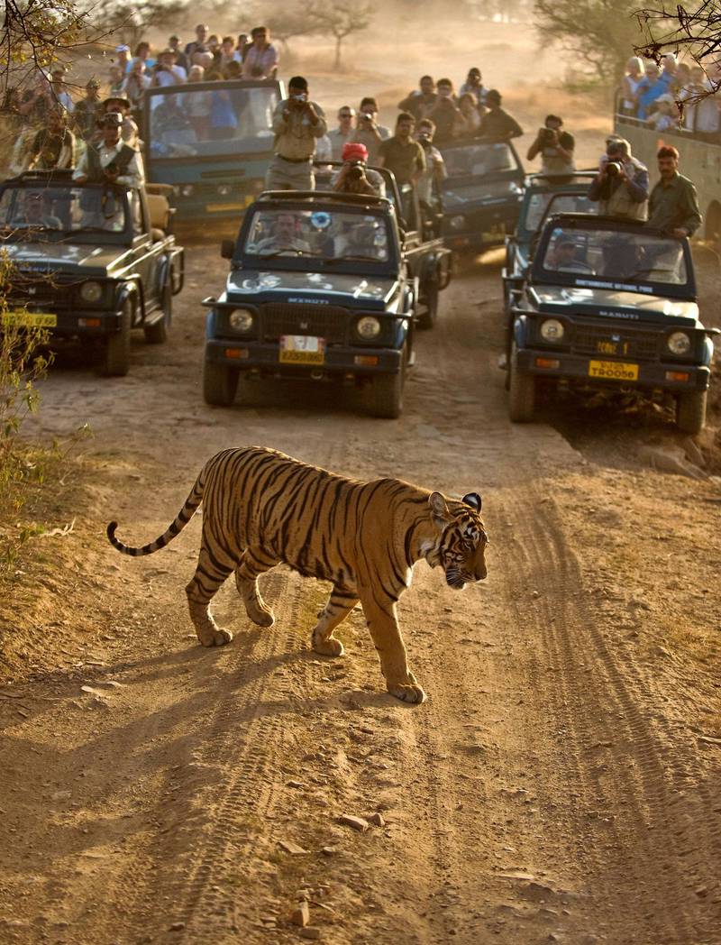 Antall ville tigere er sakte på vei opp, men hvordan vil arten tåle påvirkningen av masseturisme? FOTO: ANDY ROUSE/NTB SCANPIX