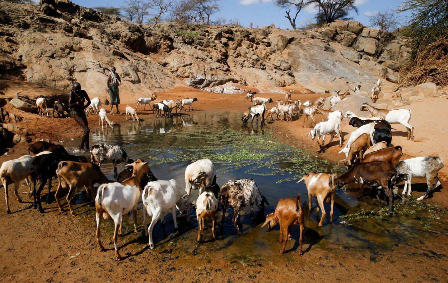 En gjeter har ført geitene sine til en vanndam i nærheten av en uttørket elv i Samburu county i Kenya.