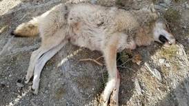 Naturvernforbundet klager på ulvevedtak
