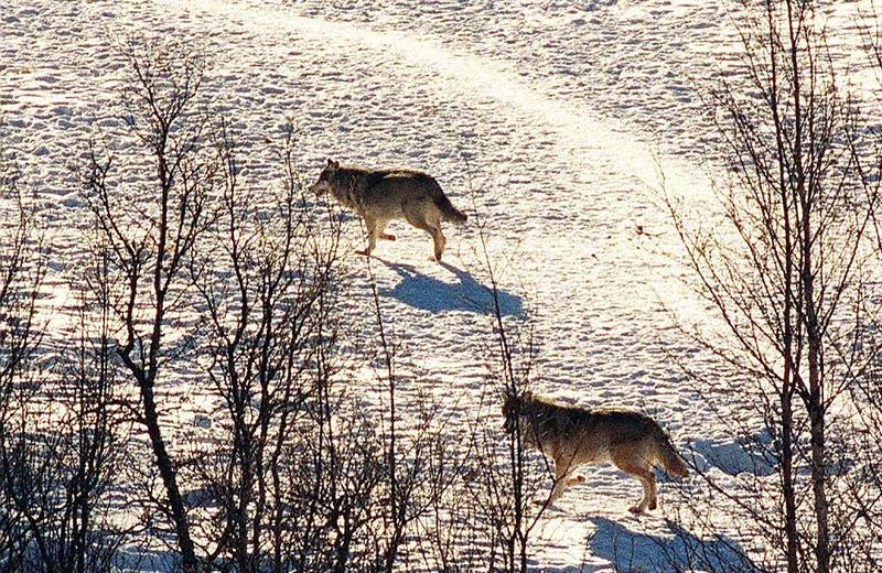 20000127 
dyr ulv
Ulver i villmarksparker 
Fra Langedrag villmarkspark i Tunhovd i Nes kommune i Buskerud. 
