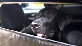 Hundesykdommen: Minst 102 hunder rammet av blodig diaré