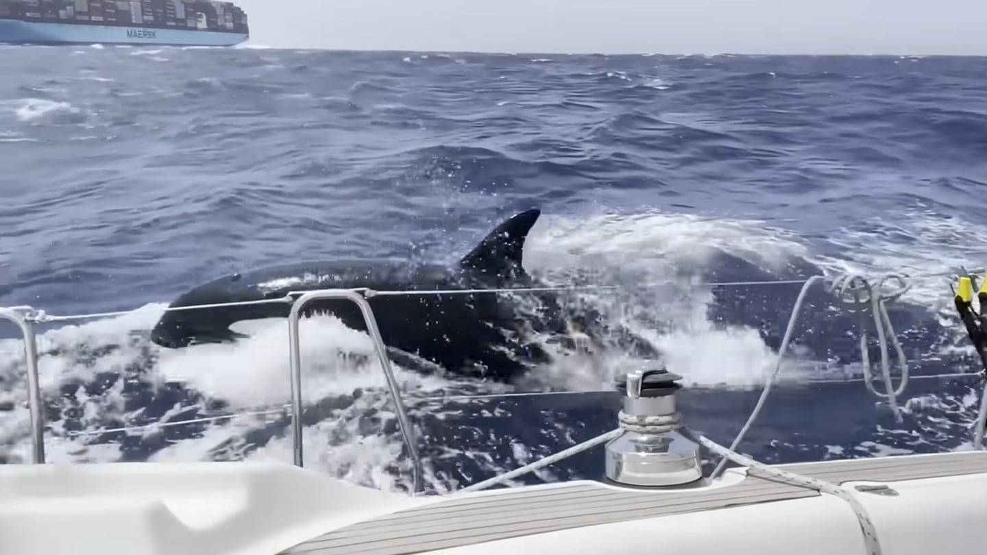 Et stillbilde fra en video som viser ett av flere spekkhoggerangrep mot seilbåter utenfor den Den iberiske halvøya den siste tiden.