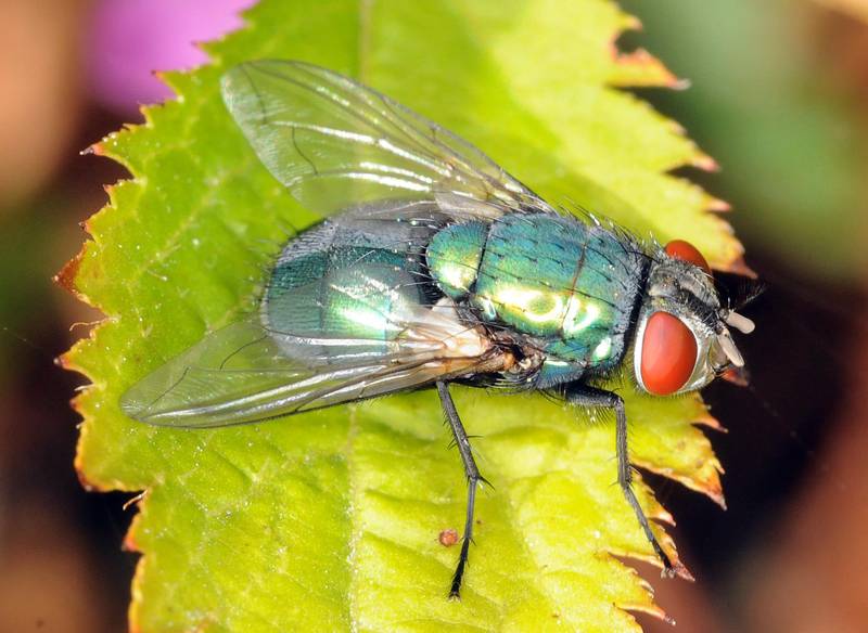 En vakker spyflue fra en hage på Hundvåg. Navnet spyflue kommer av at fluene «spyr» eggene sine utover råtnende matvarer o.l.