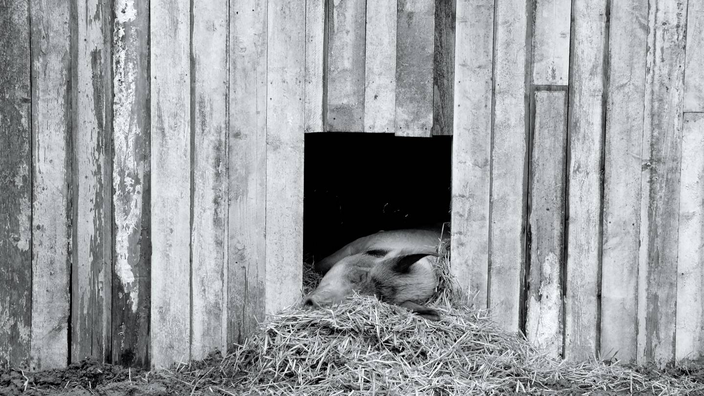 Dokumentarfilmen «Gunda», innspilt på en norsk gård, er framfor alt en film på dyrenes egne premisser som både rører og morer.