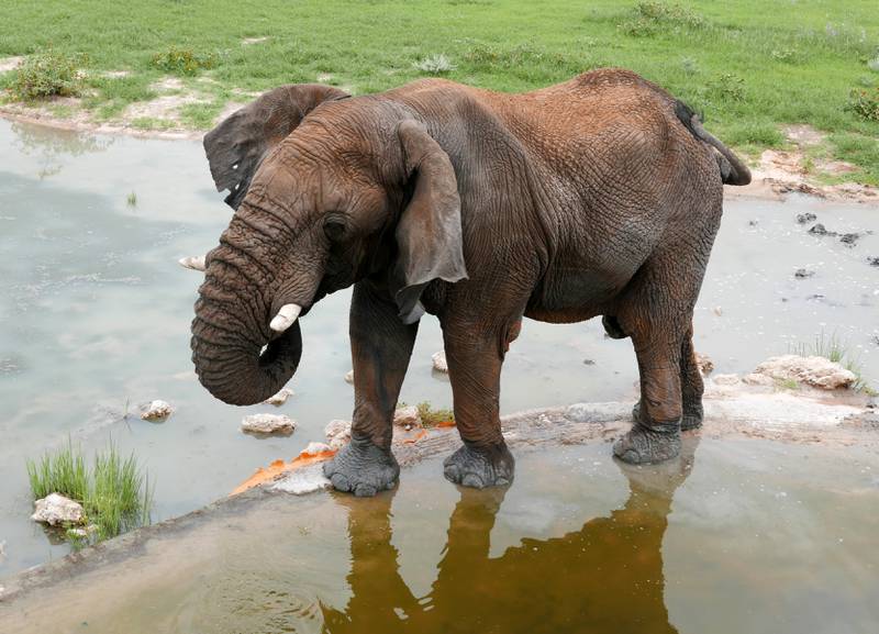 Nasjonalparken Etosha er kjent for sine store elefantflokker.