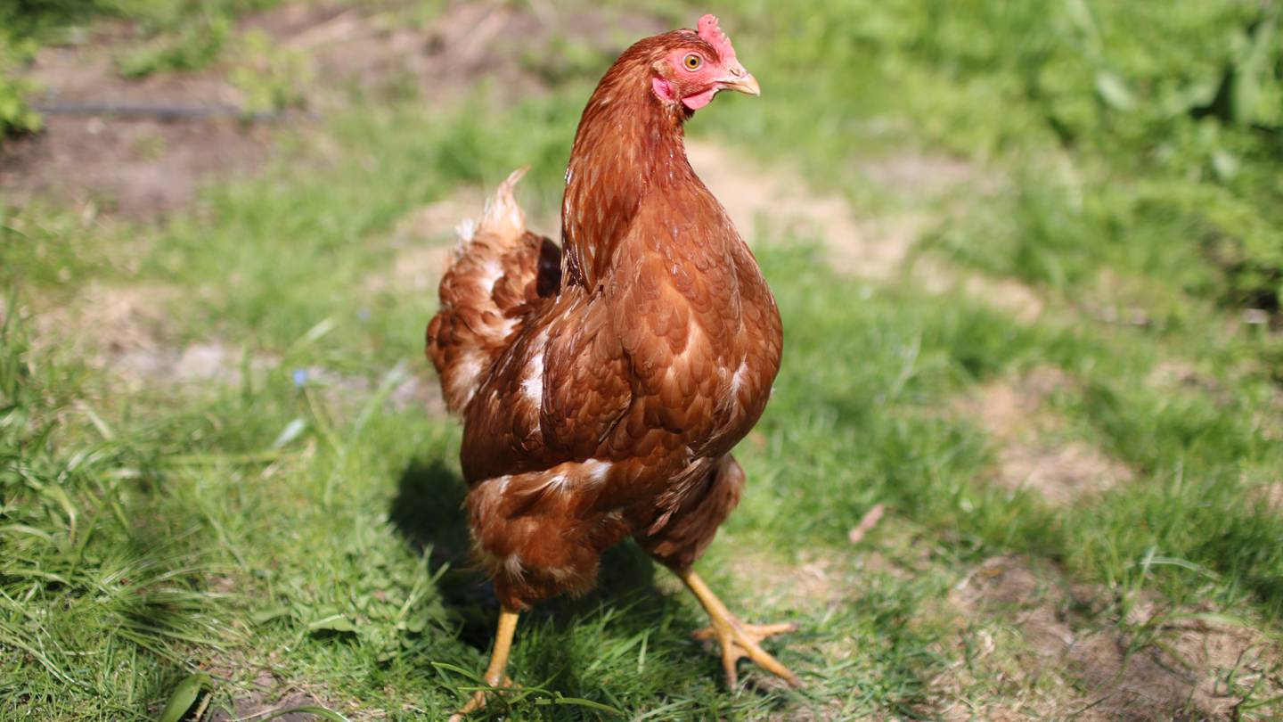 En brun høne med rødt ansikt og gule bein går på gresset.