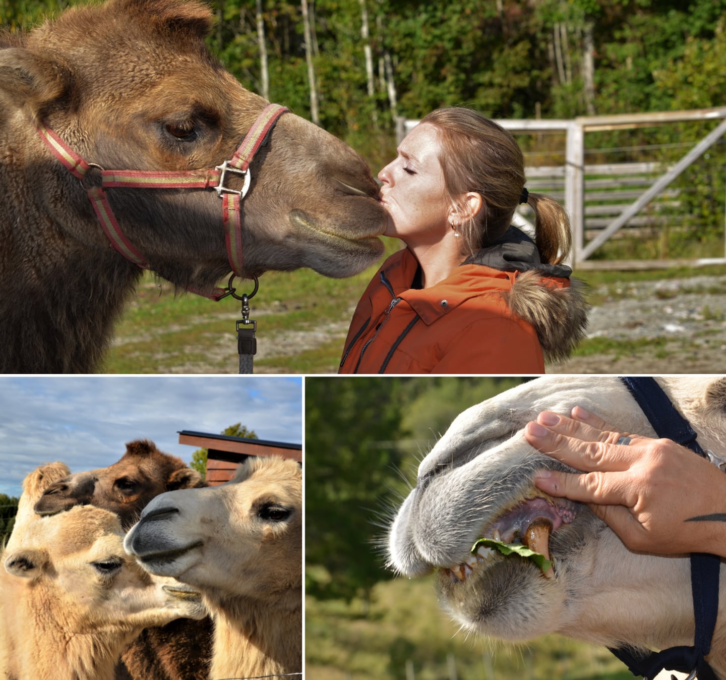 I møte med en kamel blir du gjerne møtt med et kyss. Selv med fire rovdyrtenner, to i overkjeven og to i underkjeven, er kameler sosiale og vennlige.