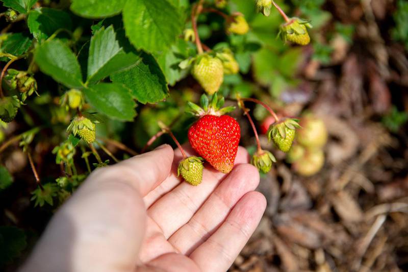 «Flair» er navnet på tidlig-jordbærene, som kommer i salg den første uka i juni. Foto: Kenneth Stensrud