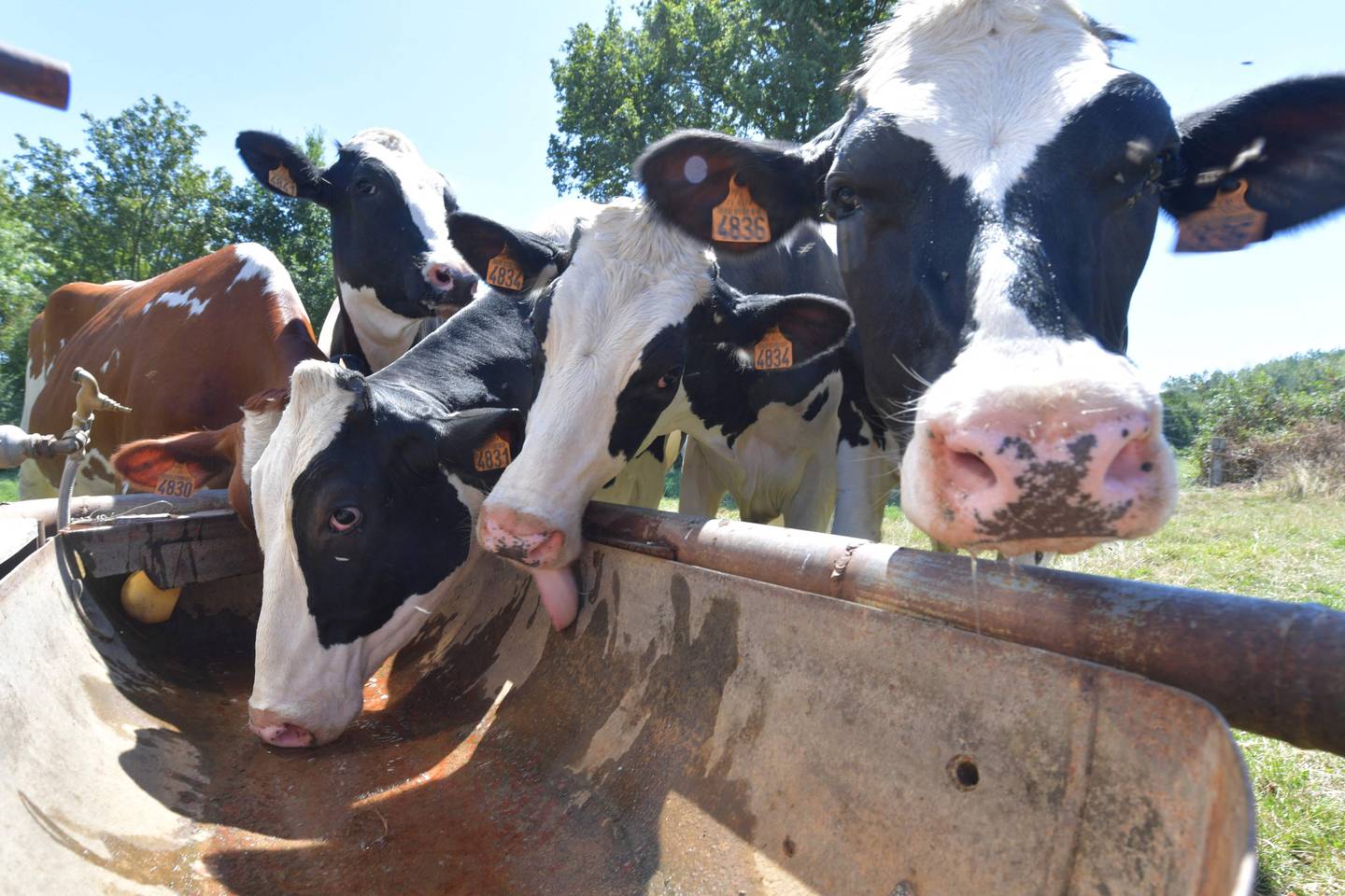 Kyr drikker vann i Courcemont, nordvest i Frankrike, idet landet er inne i sin fjerde hetebølge så langt i år.