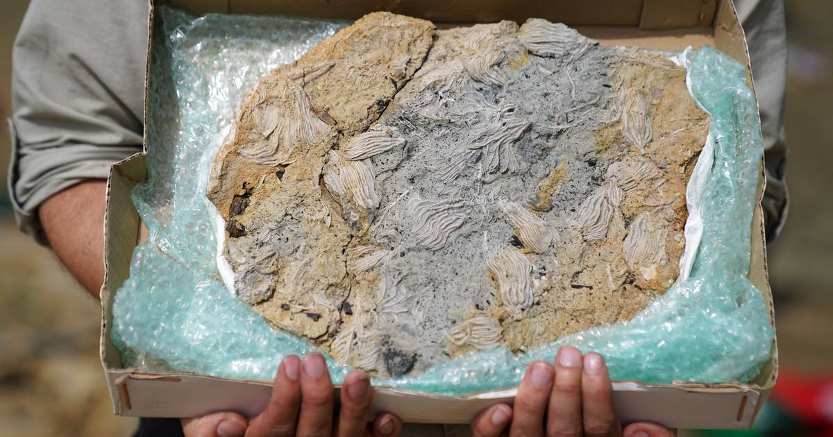 Thousands of Jurassic Fossils Found in England – Dagsavisen