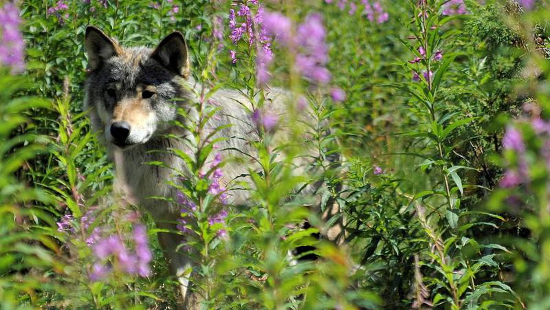 Ulvens reetablering i Skandinavia og flere andre Europeiske land regnes som et eksempel på passiv rewilding.