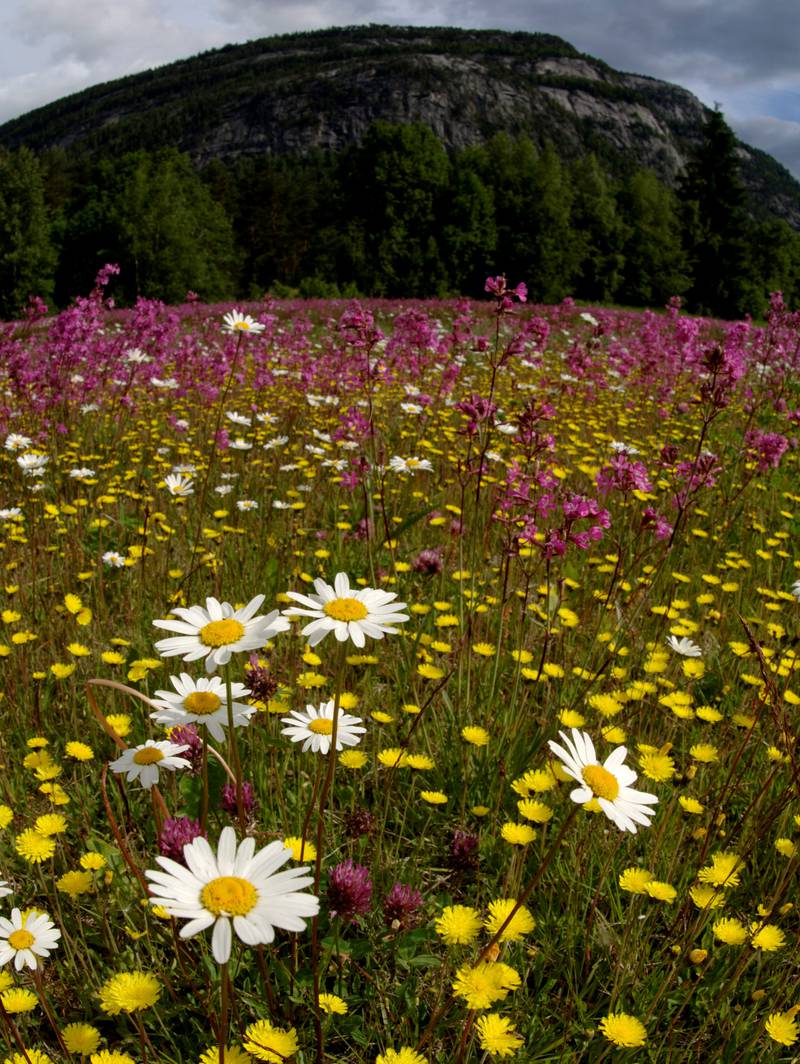 VAKKERT: For mange finnes det ikke vakrere sommersyn enn en blomstereng med prestekrager og engtjæreblom. FOTO: NTB scanpix