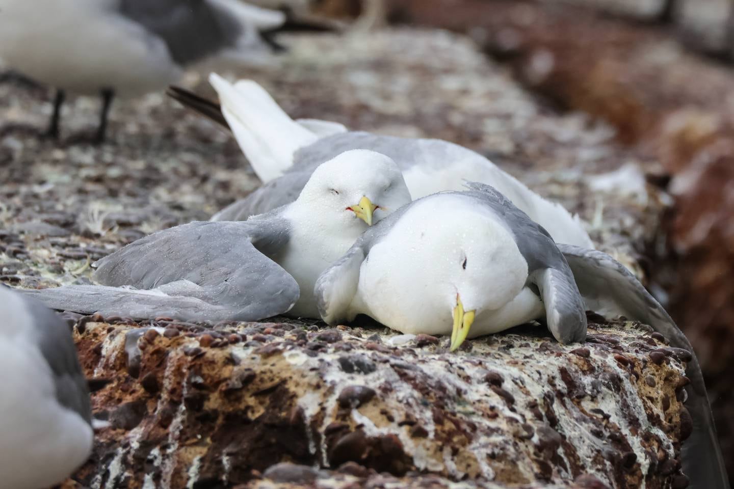 – Fuglene får rykninger og greier ikke å fly, så dør de. Vi har vært bekymret for utbrudd av fugleinfluensa, men trodde ikke at det kunne bli så ille, sier forsker Tone Kristin Reiertsen i Norsk institutt for naturforskning (NINA).