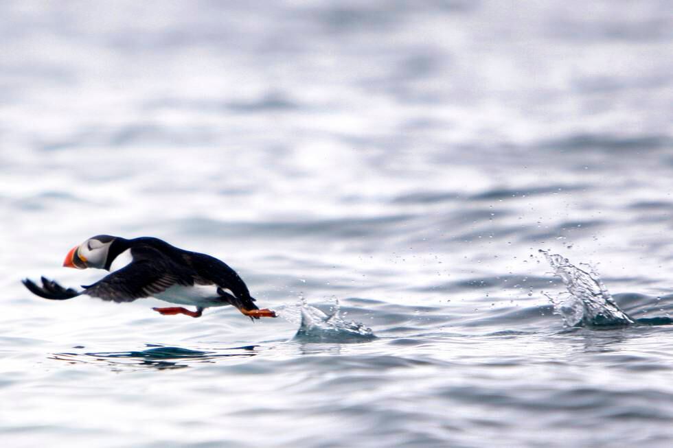 Sjøfugler er blant artene som trues av klimaendringene. Her forsøker en lundefugl å komme seg opp in lufta ved Svalbard. Foto: Håkon Mosvold Larsen / NTB

