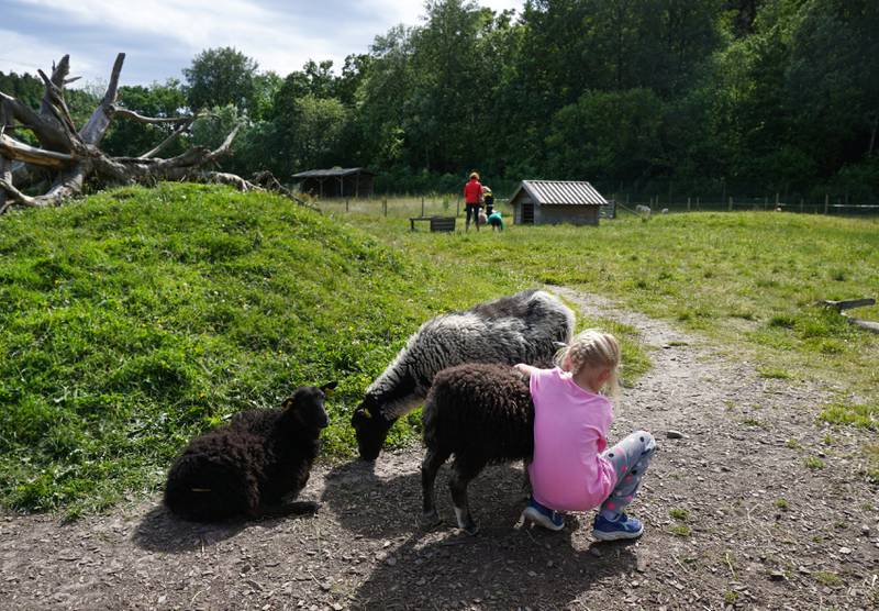 På Lantgården kan barna kose med gamle, nordiske husdyrraser. Det er meget populært! 