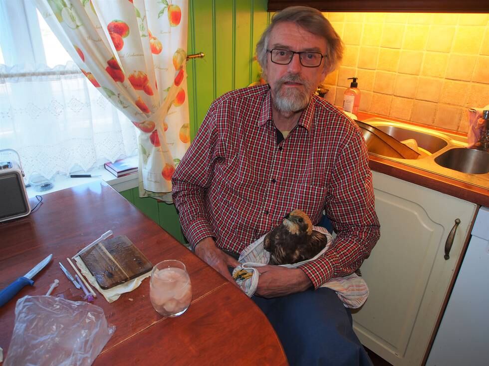 Det er ikke få fugler som har kommet til hektene på kjøkkenet til Jan Ingar opp igjennom årene. Her er det en sivhauk som får behandling i biologens hjem i Råde.