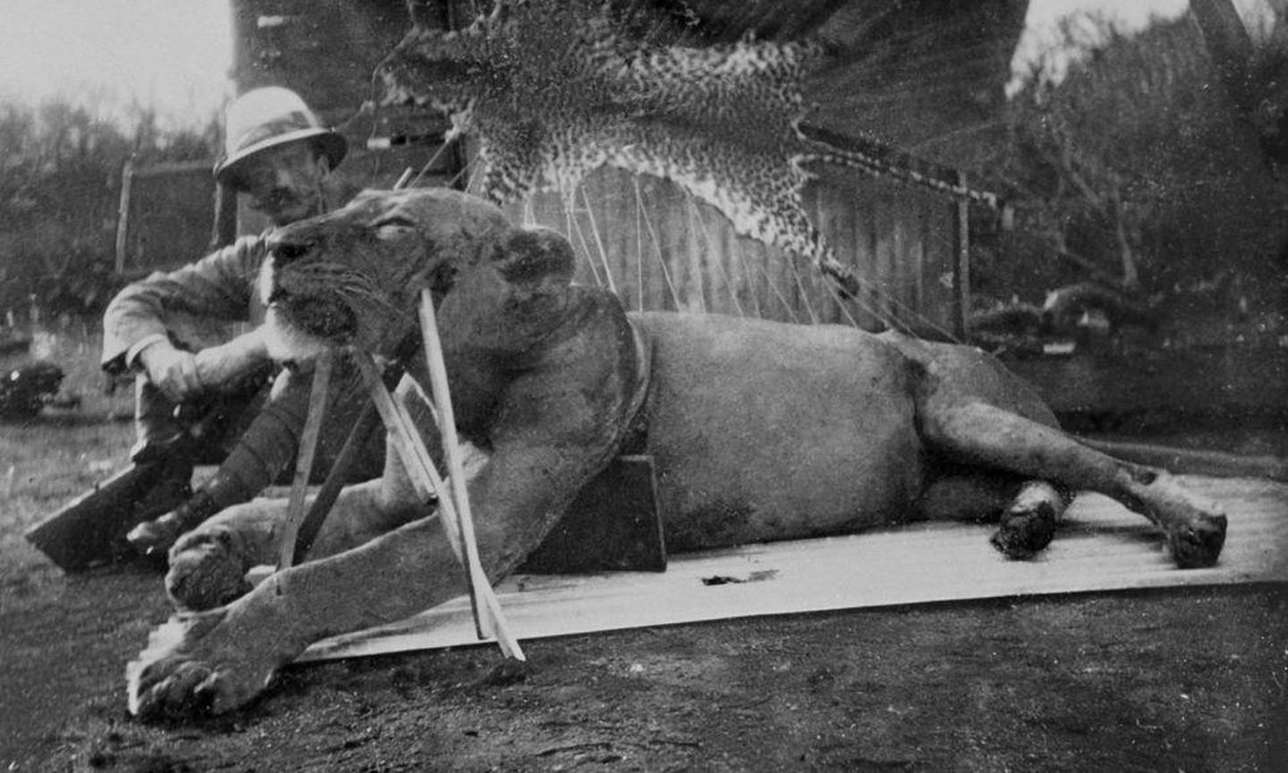 En sittende John Henry Patterson ser bort på den første av de to menneskeetende løvene som han til slutt klarte å felle, ni måneder etter at de hadde begynt sitt skrekkvelde. Foto: Wikimedia