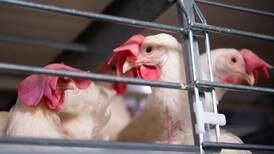 Nytt EU-regelverk truer norsk eggproduksjon
