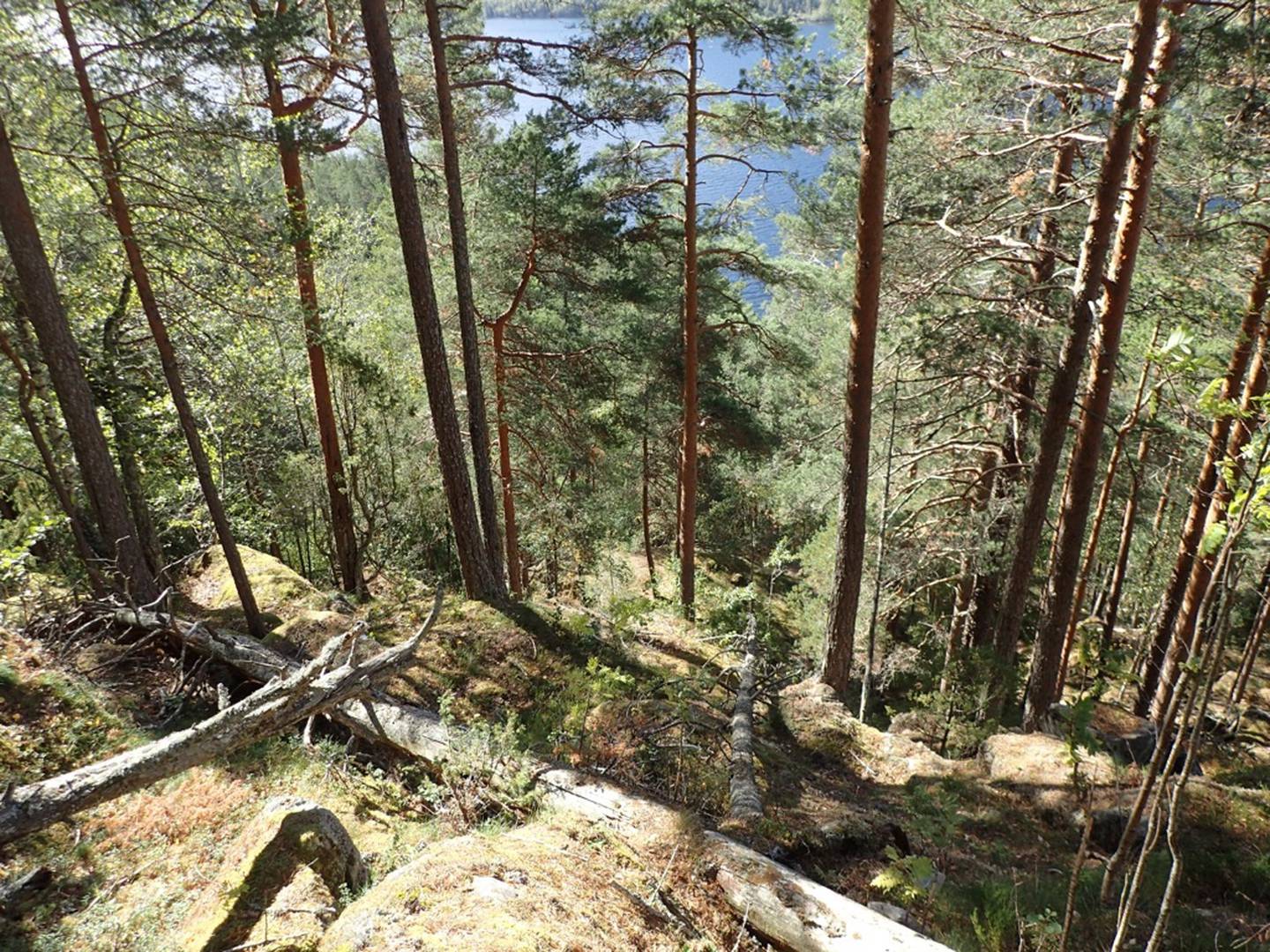 Regjeringen vernet 42 nye skogområder 20. juni. Skitnebufjellet og Kopslandåsen naturreservat i Notodden kommune i Telemark ble da utvidet. Her er det blant annet gammel lågurtfuruskog.
