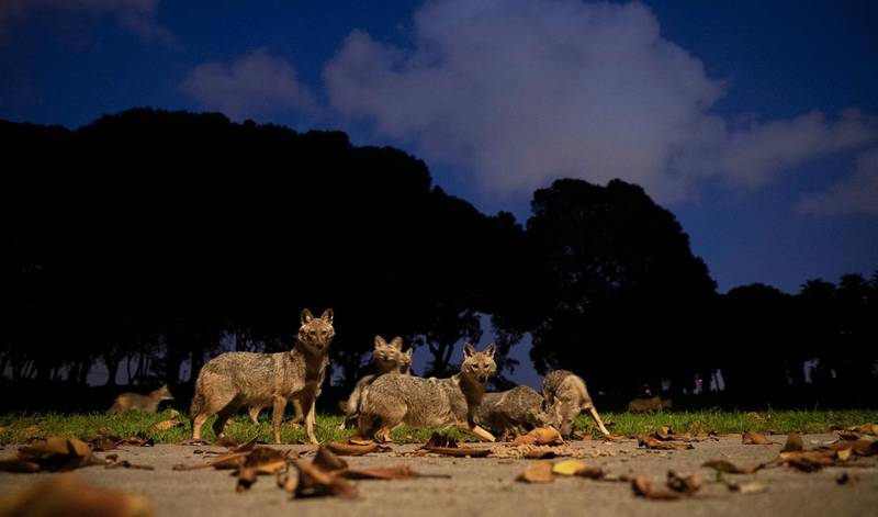 In this Saturday, April 11, 2020 photo, a pack of jackals eats dog food that was left for them by an Israeli woman, at Hayarkon Park in Tel Aviv, Israel. With Tel Aviv in lockdown due to the coronavirus crisis, the sprawling park is all but empty. This has cleared the way for packs of jackals to take over this urban oasis in the heart of the city as they search for food. (AP Photo/Oded Balilty)