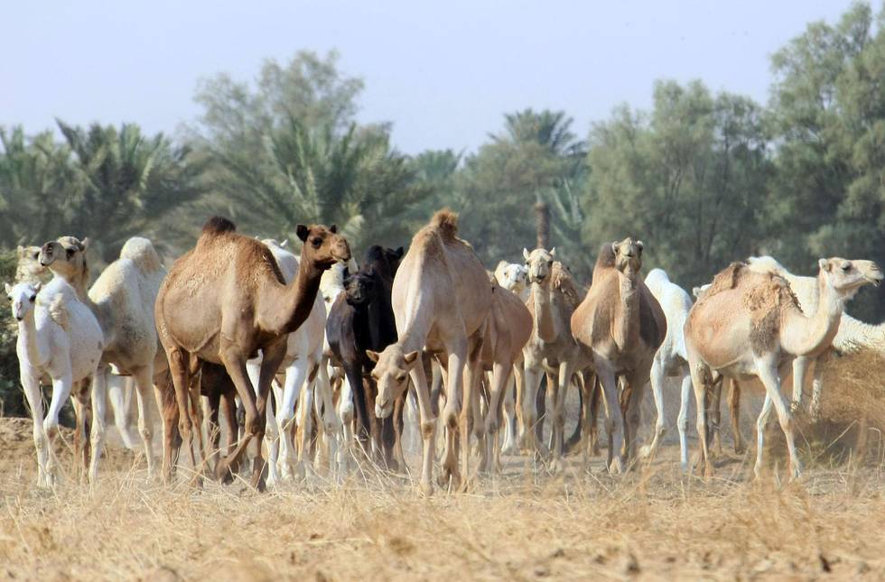 
Camels walk at Qassim desert, 350 kms north of the Saudi capital Riyadh, 20 November 2007. AFP HOTO/HASSAN AMMAR
