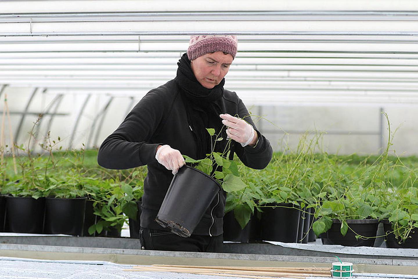 I sesongen satser Anne Marie på egenproduksjon av sommerblomster. Med skyhøye strømpriser håper hun naturlig sollys i all hovedsak kan bidra til veksten i drivhusene.