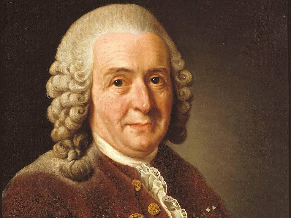 (Bilde 5) GENIAL: Carl von Linné (1707-1778) var en svensk naturforsker og lege. Linné er mest kjent for å være opphav til den moderne taksonomien – læren om klassifisering. Han klassifiserte alle dyre- og plantearter som var kjent på hans tid og innførte nomenklaturreglene – tonavnsystemet, som med mindre endringer fremdeles brukes i biologien.    FOTO: Wikimedia / 
