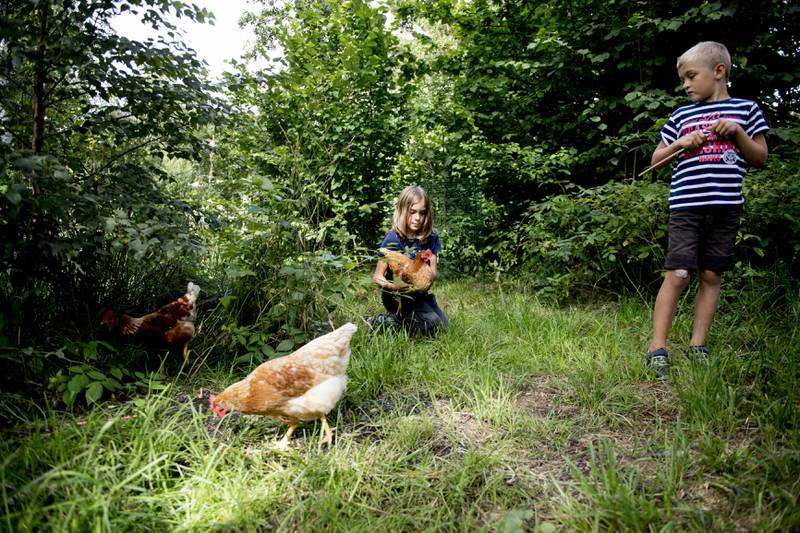 Familien Gillgren på Nesodden i Akershus har inngått en avtale om leie av fire høner og hønsehus sammen med tre andre familier i nabolaget. Kasper Nordanger (11) (t.v) og Sander Gillgren (7) passer på hønene.