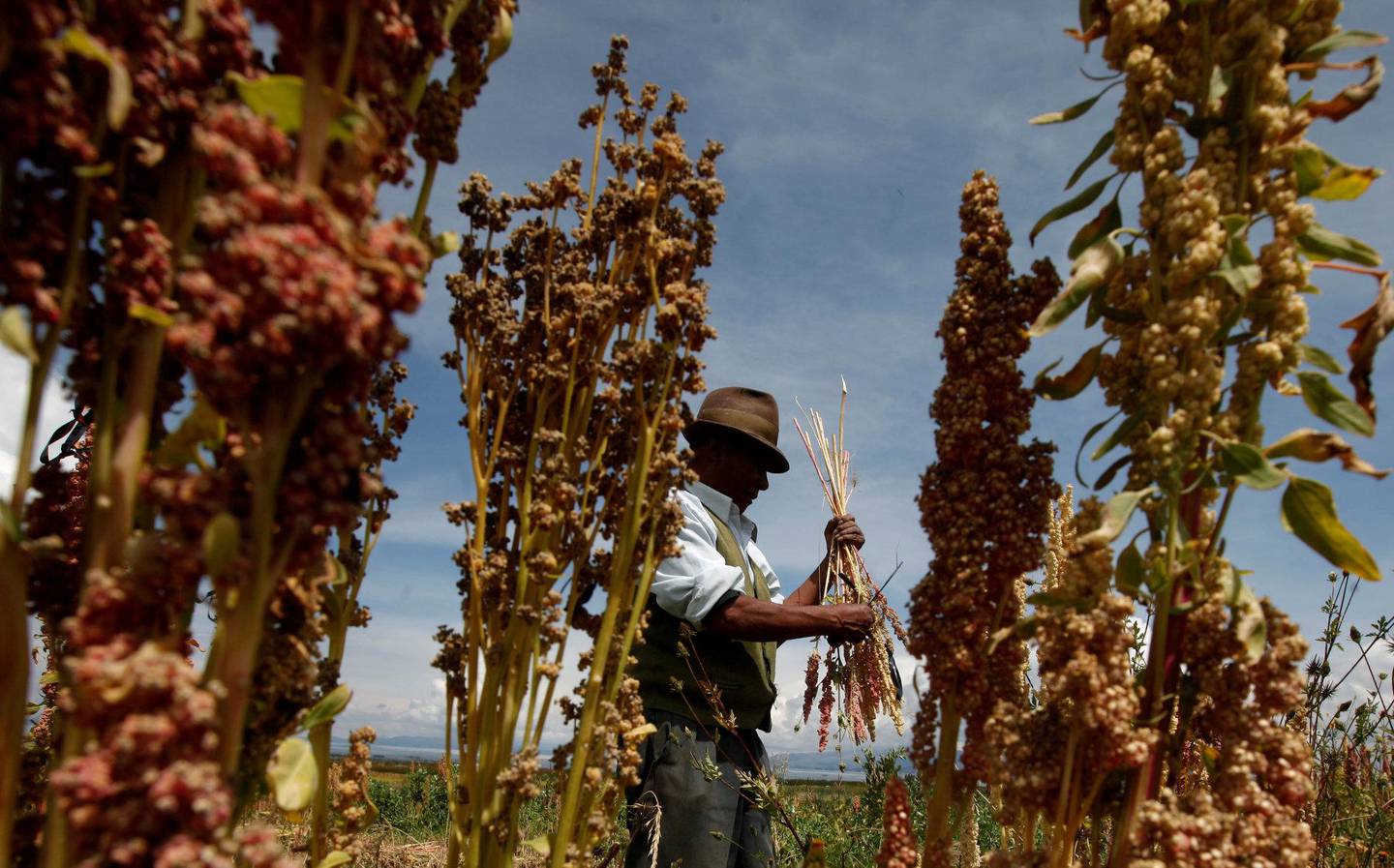 En bonde høster økologisk quinoa i Puerto Perez, Bolivia, i 2014. Frøets popularitet eksploderte for få år siden. Foto: NTB scanpix
