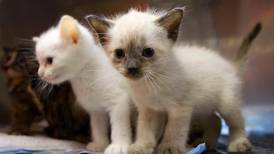 Kattehjelpen om «dumpede» katter: – Det har blitt en kynisme