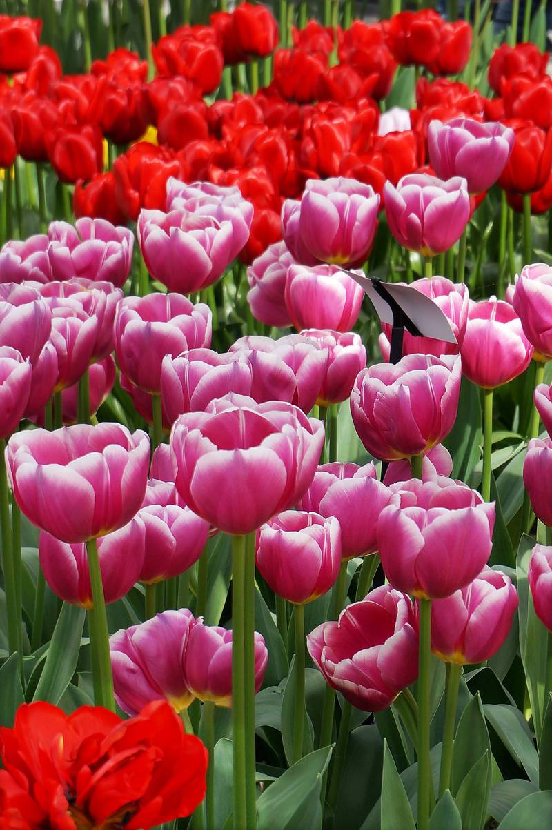 Mange av tulipanene har vakre navn, som narcissus poeticus! FOTO: CHRISTINE BAGLO