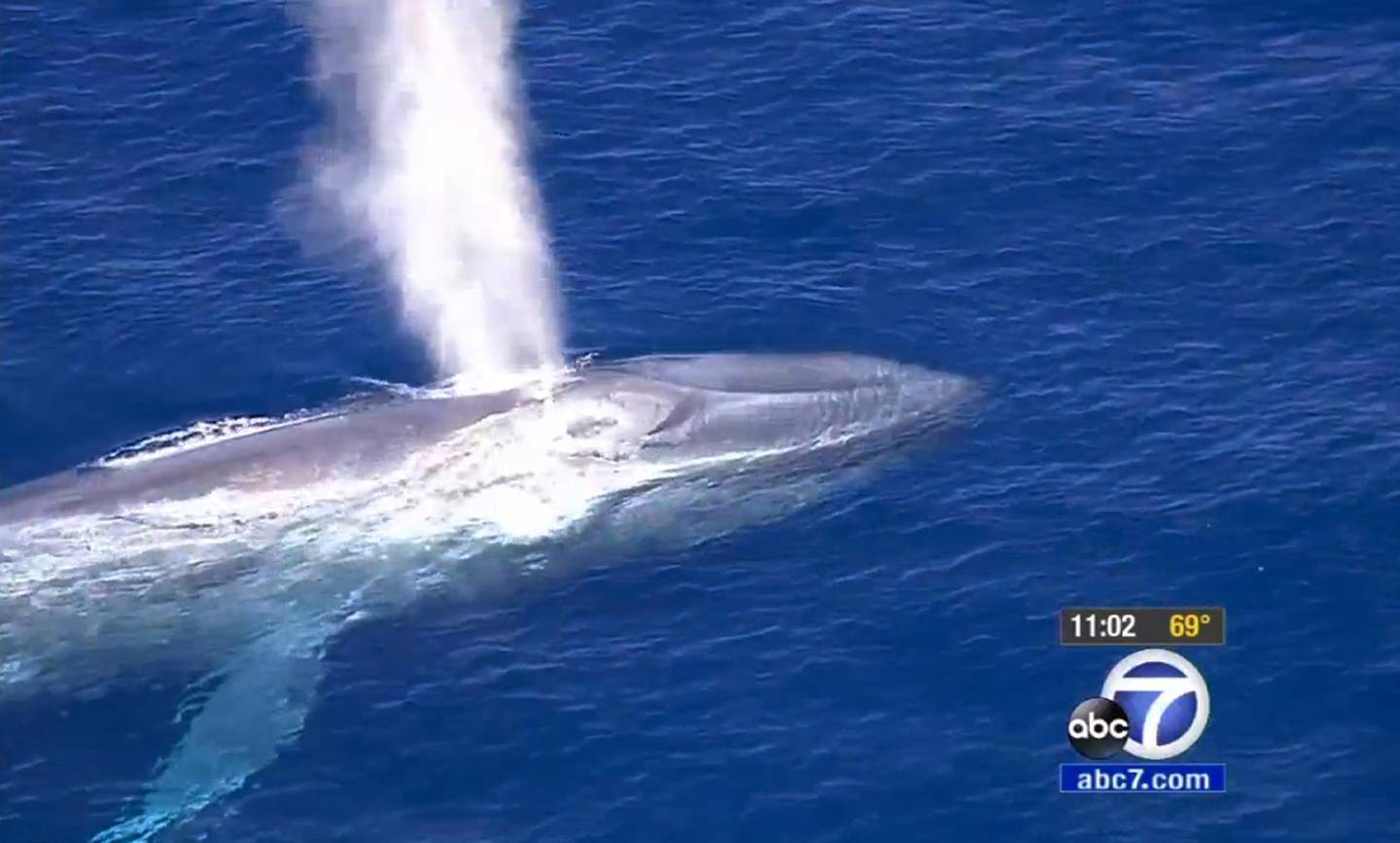 This Friday, Sept. 4, 2015, still image from video provided by KABC-TV, shows a blue whale that is tangled in fishing line, off the coast of Southern California near the Palos Verdes Peninsula. A disentanglement team from the National Oceanic and Atmospheric Administration arrived at the scene before sunset and attached a larger buoy to keep track of the whale but decided to hold off on efforts to cut or detach the line until Saturday. (KABC-TV via AP)