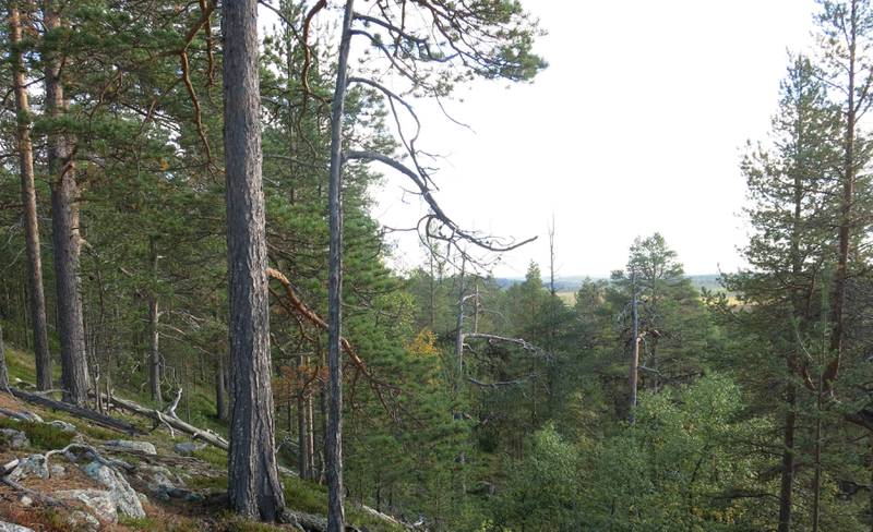Også denne urskogen utenfor Øvre Pasvik nasjonalpark er blant skogene som har kvaliteter som tilsier at den bør vernes, mener WWF-Norge. FOTO: REIN MIDTENG