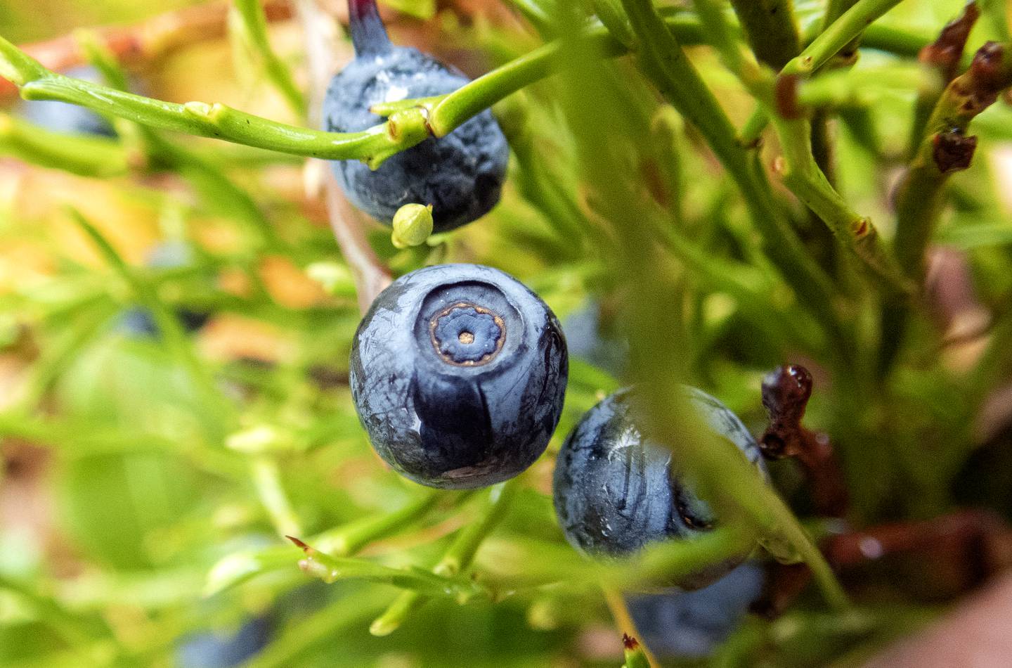 Blåbær er den ville matplanten det sankes mest av i Norge, ifølge en spørreundersøkelse som ble gjennomført i 2020.